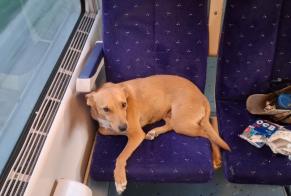 Vermisstmeldung Hund rassenmischung Weiblich , 14 jahre Avignon Frankreich