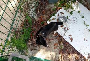 Fundmeldung Hund Unbekannt Bresse Vallons Frankreich