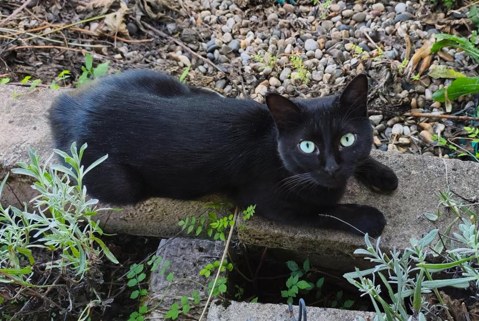 Fundmeldung Katze Unbekannt La Sauvetat-de-Savères Frankreich