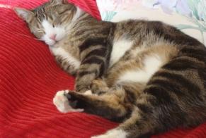 Vermisstmeldung Katze Weiblich , 17 jahre Blois Frankreich