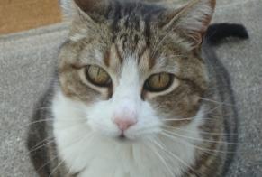 Vermisstmeldung Katze Weiblich , 17 jahre Blois Frankreich