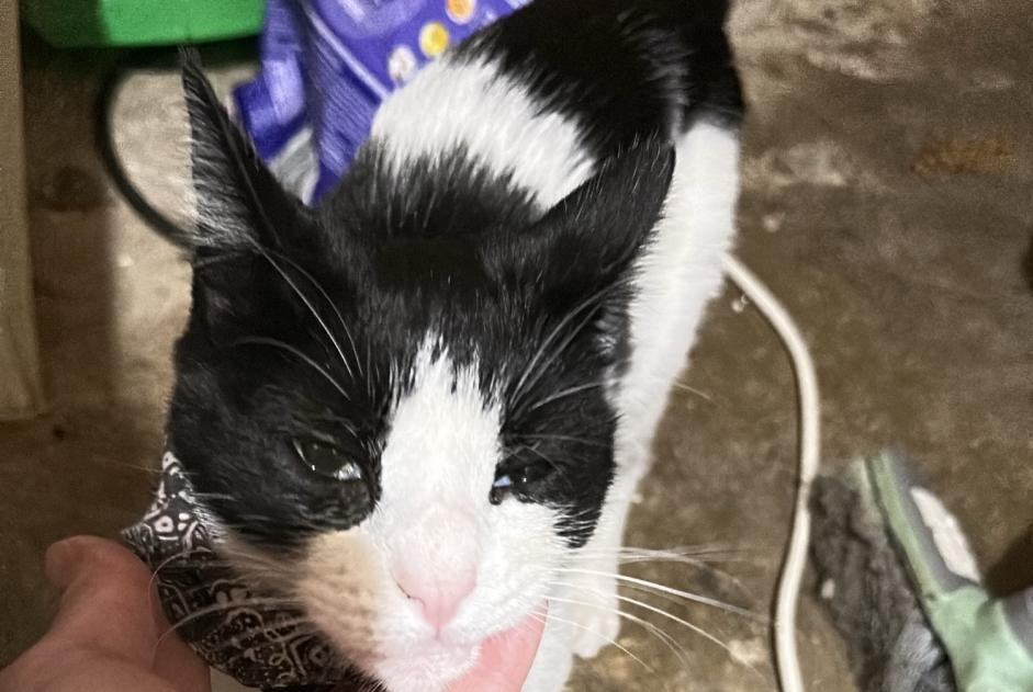 Fundmeldung Katze Weiblich Baillargues Frankreich