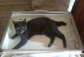 Vermisstmeldung Katze Männliche , 2 jahre La Chapelle-Bâton Frankreich