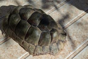 Fundmeldung Schildkröte Unbekannt Carros Frankreich