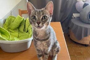Fundmeldung Katze Weiblich Saint-Fargeau-Ponthierry Frankreich