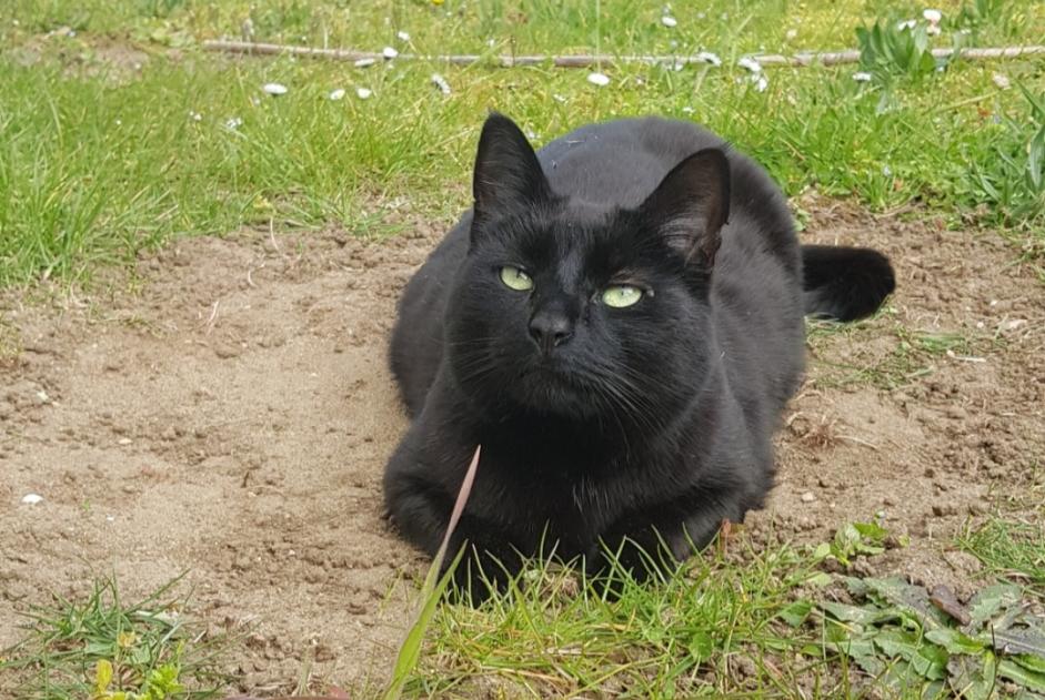Vermisstmeldung Katze Männliche , 12 jahre Le Bourget-du-Lac Frankreich