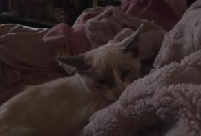 Vermisstmeldung Katze  Männliche , 0 jahre Tarbes Frankreich