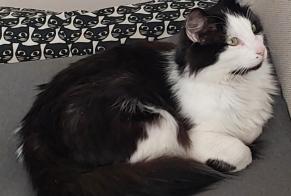 Vermisstmeldung Katze  Männliche , 4 jahre Maves Frankreich
