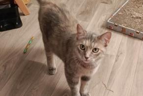 Vermisstmeldung Katze Weiblich , 7 jahre Choisy-au-Bac Frankreich