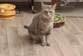 Vermisstmeldung Katze Weiblich , 7 jahre Choisy-au-Bac Frankreich