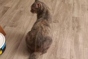 Vermisstmeldung Katze Weiblich , 7 jahre Choisy-au-Bac Frankreich
