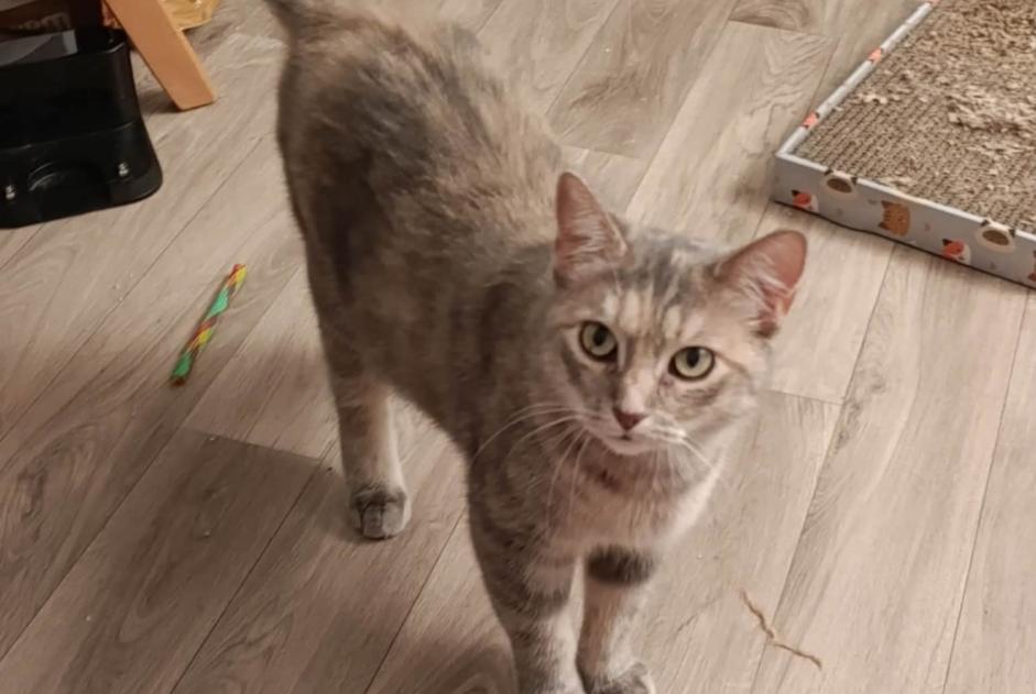 Vermisstmeldung Katze Weiblich , 7 jahre Choisy-au-Bac Frankreich