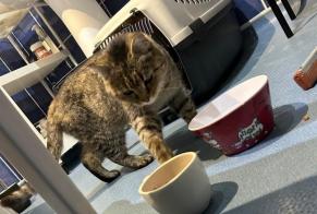 Fundmeldung Katze Weiblich , 1 Jahr La Chapelle-Neuve Frankreich