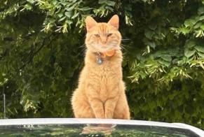 Vermisstmeldung Katze Männliche , 5 jahre Savigné-sur-Lathan Frankreich