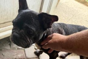 Fundmeldung Hund Unbekannt Beauvais Frankreich