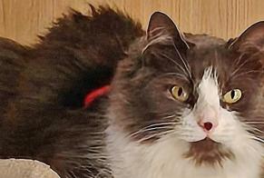 Vermisstmeldung Katze rassenmischung Weiblich, 4 jahre Pleugriffet Frankreich
