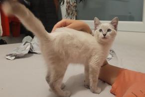 Fundmeldung Katze Männliche Fontanil-Cornillon Frankreich