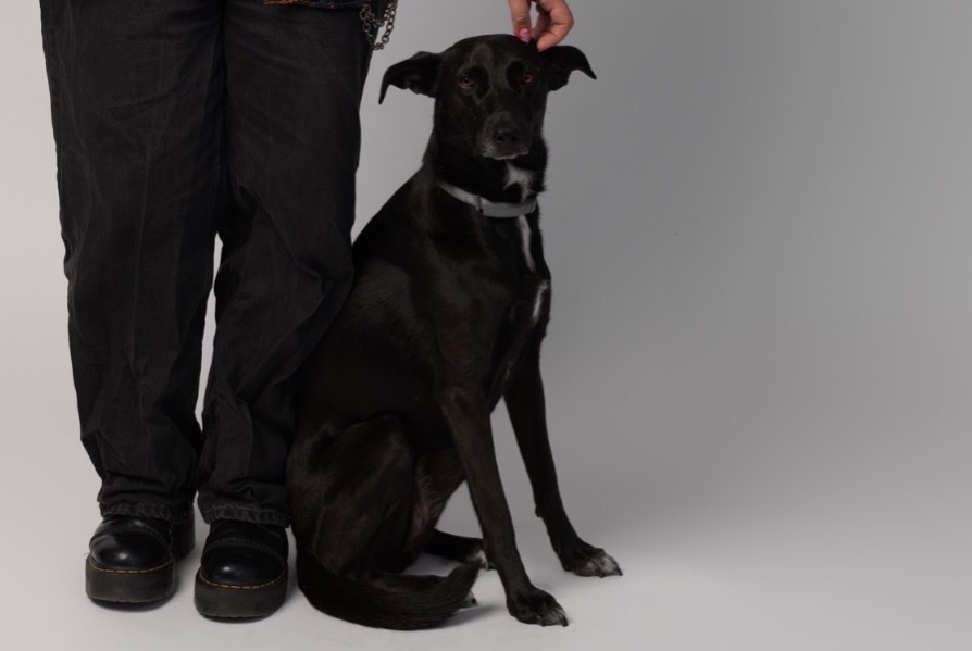 Vermisstmeldung Hund rassenmischung Weiblich , 5 jahre Le Mans Frankreich