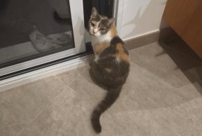 Fundmeldung Katze rassenmischung Weiblich Prémilhat Frankreich
