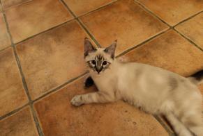 Fundmeldung Katze Männliche Narbonne Frankreich