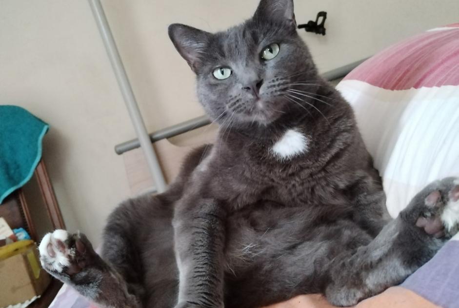 Vermisstmeldung Katze rassenmischung Männliche , 6 jahre Figeac Frankreich