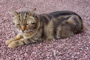 Fundmeldung Katze Weiblich Champéon Frankreich