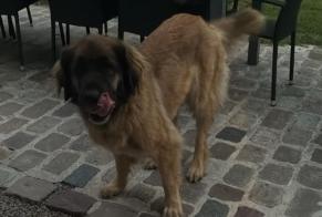 Fundmeldung Hund Unbekannt Cachen Frankreich