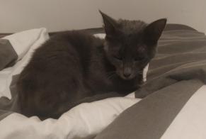 Fundmeldung Katze Unbekannt, 1 Jahr Chamalières Frankreich