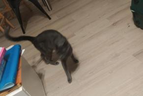 Fundmeldung Katze Unbekannt, 1 Jahr Chamalières Frankreich