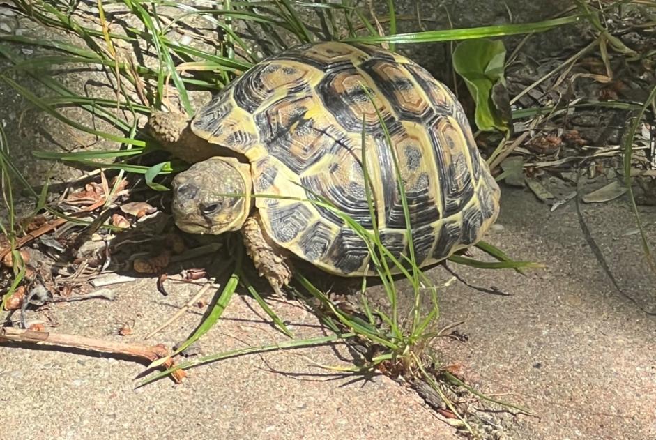 Vermisstmeldung Schildkröte Weiblich , 2026 jahre Montpellier Frankreich