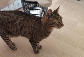 Fundmeldung Katze Weiblich Lyon Frankreich