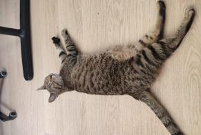 Fundmeldung Katze Weiblich Lyon Frankreich