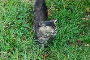 Vermisstmeldung Katze Weiblich, 1 jahre La Buisse Frankreich