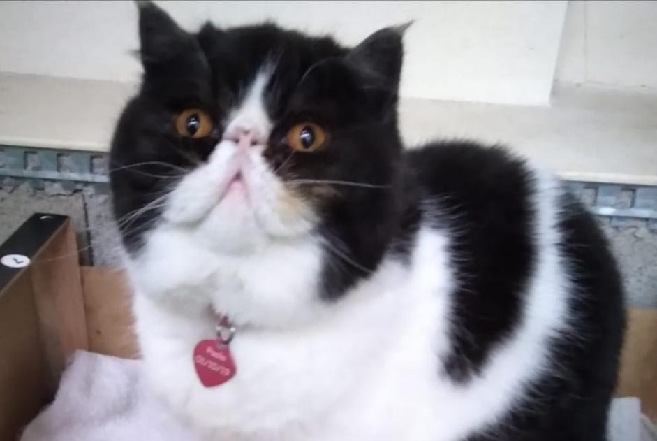 Vermisstmeldung Katze  Männliche , 7 jahre Balaruc-les-Bains Frankreich