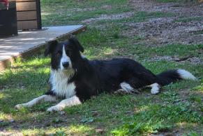 Fundmeldung Hund Männliche Saint-Chaffrey Frankreich