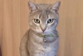 Vermisstmeldung Katze Weiblich, 0 jahre Bordeaux Frankreich