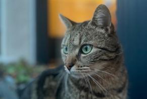 Vermisstmeldung Katze Männliche, 7 jahre Châteauroux Frankreich