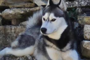 Fundmeldung Hund Männliche Strenquels Frankreich