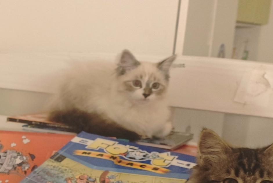 Vermisstmeldung Katze rassenmischung Weiblich , 0 jahre Haute-Goulaine Frankreich