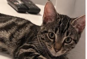Vermisstmeldung Katze Weiblich, 0 jahre Athis-Mons Frankreich