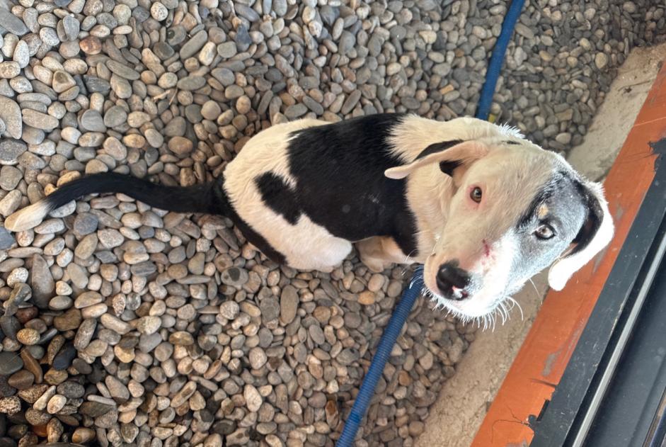 Fundmeldung Hund  Weiblich Launac Frankreich