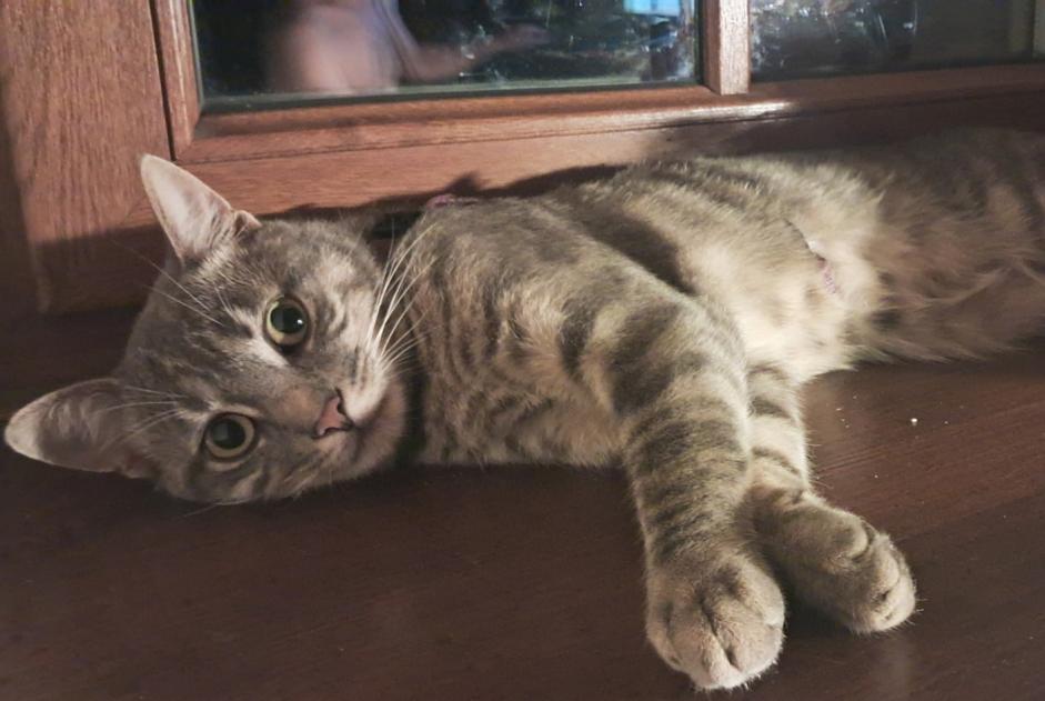 Vermisstmeldung Katze rassenmischung Männliche , 2 jahre Razès Frankreich