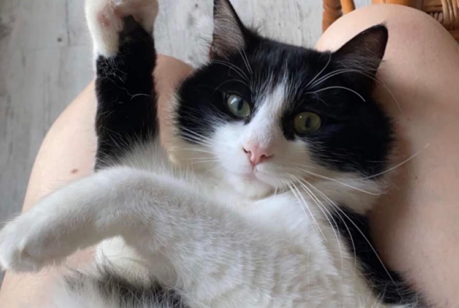 Vermisstmeldung Katze rassenmischung Männliche , 4 jahre Saint-Étienne-du-Bois Frankreich