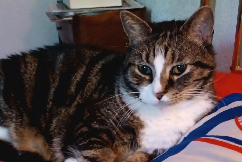 Vermisstmeldung Katze rassenmischung Männliche , 10 jahre Perpignan Frankreich