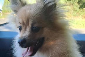 Fundmeldung Hund Männliche Montfort-le-Gesnois Frankreich