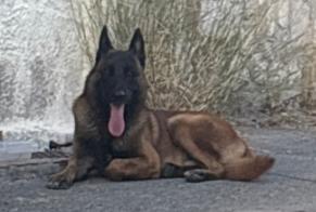 Fundmeldung Hund Männliche Marseille Frankreich