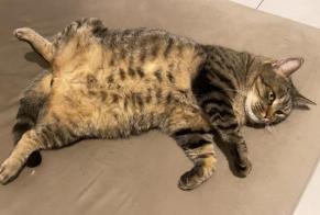 Vermisstmeldung Katze Männliche, 8 jahre Le Pontet Frankreich
