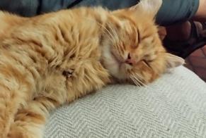 Fundmeldung Katze Unbekannt, 1 Jahr Saint-Joachim Frankreich