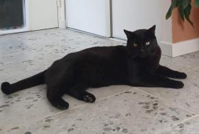 Vermisstmeldung Katze Männliche, 10 jahre Montbard Frankreich