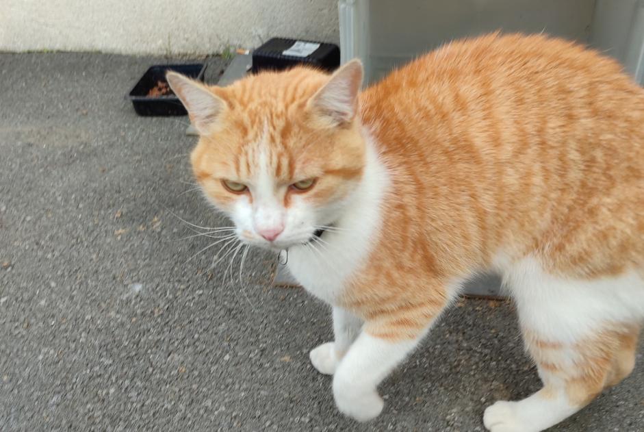 Fundmeldung Katze  Männliche Sallaumines Frankreich